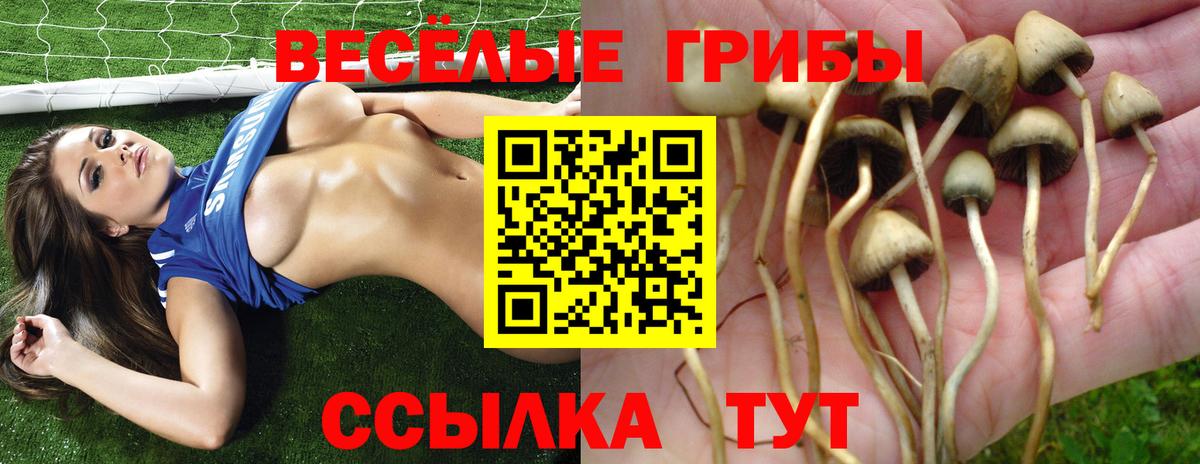 Галлюциногенные грибы прущие грибы  Вход с VPN  Лесной 